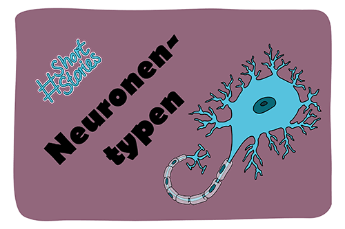 Neuronentypen Thumbnail